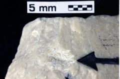 Foto (Detailansicht) von Decapoda indet. (NHMW-GEO-1990-0041-0054)